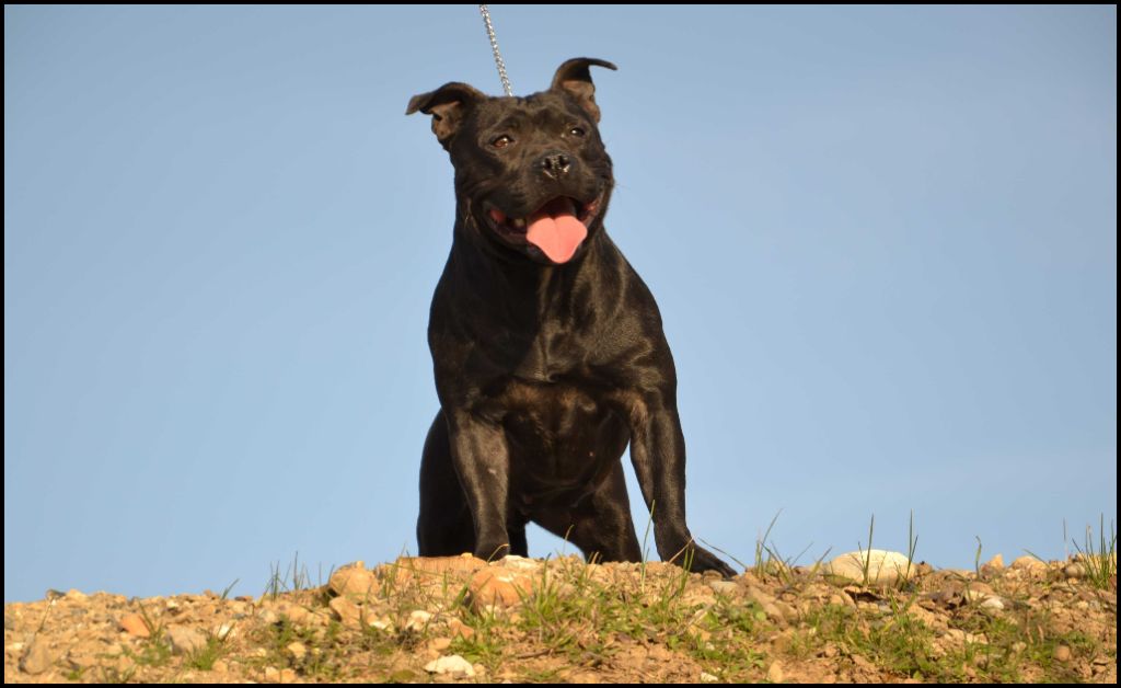Les Staffordshire Bull Terrier de l'affixe de la Garde Divine