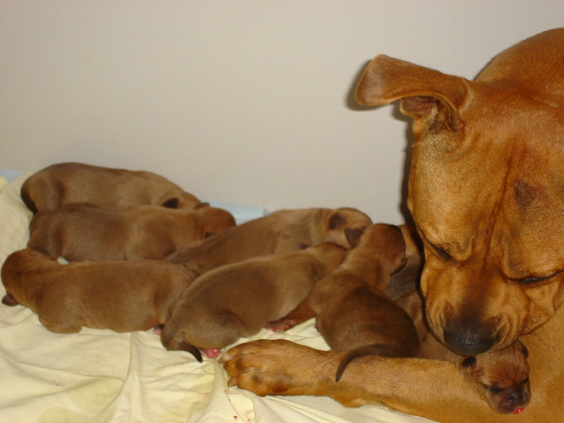 de la Garde Divine - American Staffordshire Terrier - Portée née le 25/10/2009
