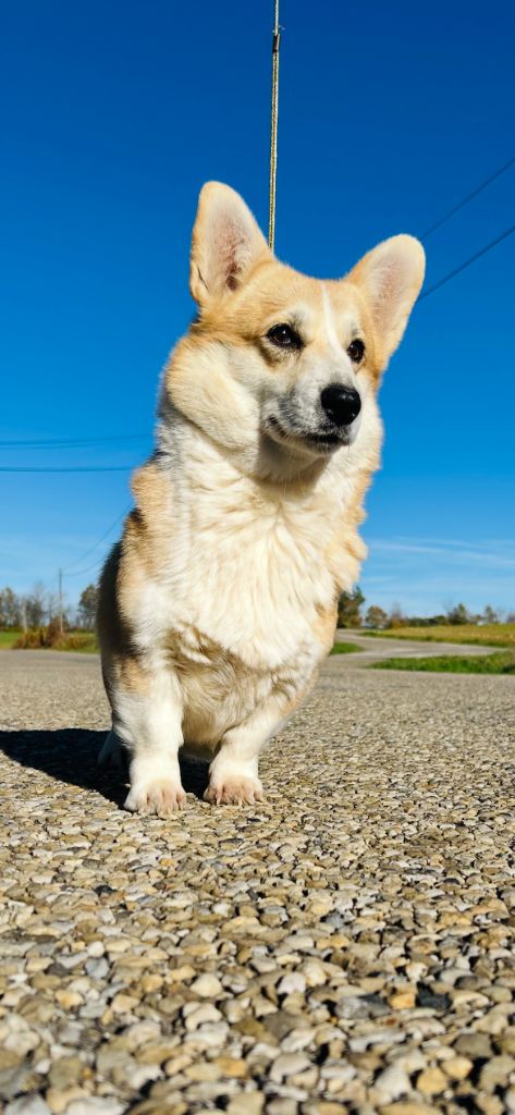 Antakira dream corgis andalusi