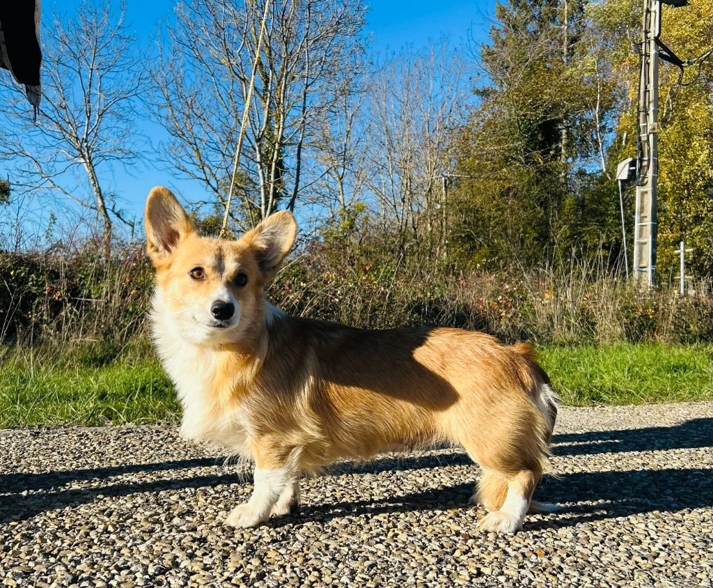 Versailles dite vicky (Sans Affixe)