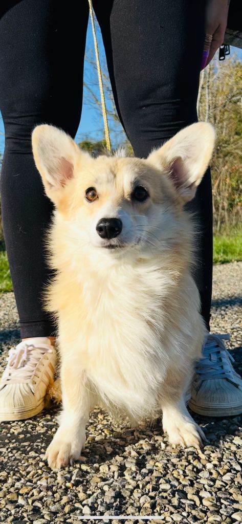 Valse dite vanille (Sans Affixe)