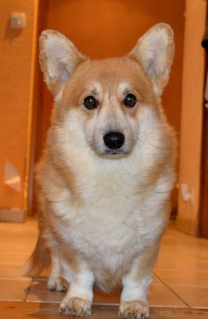 CH. Lemon vc lime dubensky zamok