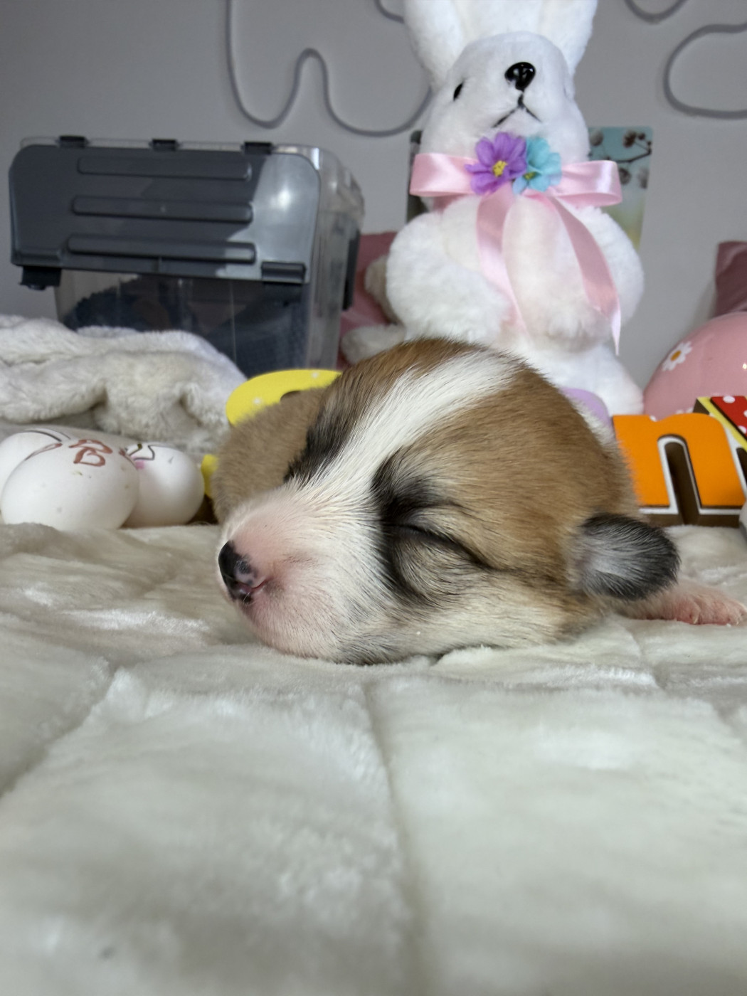 de la Garde Divine - Chiots disponibles - Welsh Corgi Pembroke