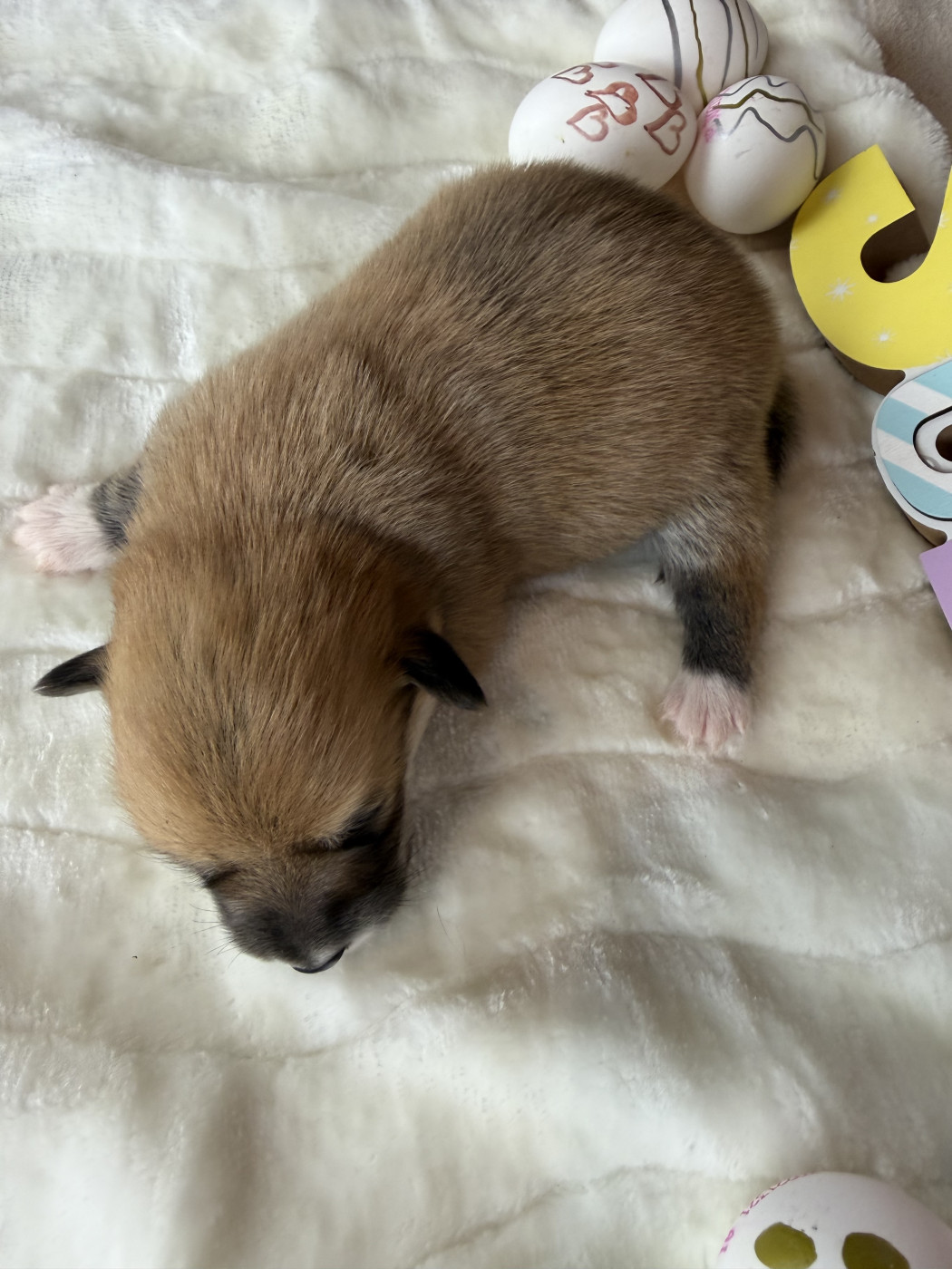 de la Garde Divine - Chiots disponibles - Welsh Corgi Pembroke