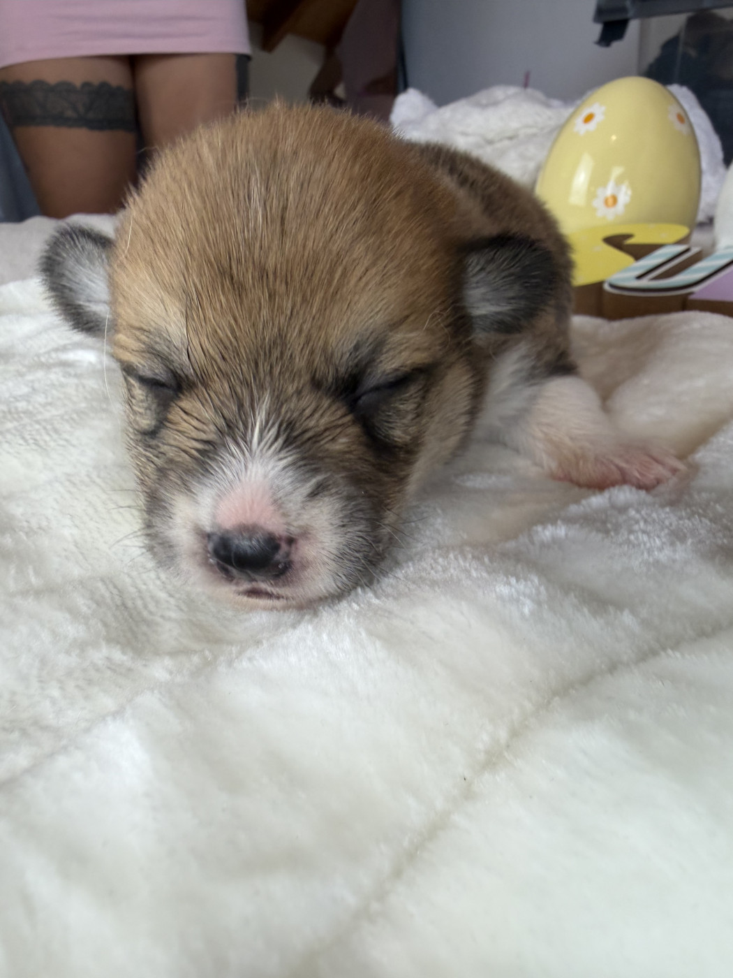 de la Garde Divine - Chiots disponibles - Welsh Corgi Pembroke