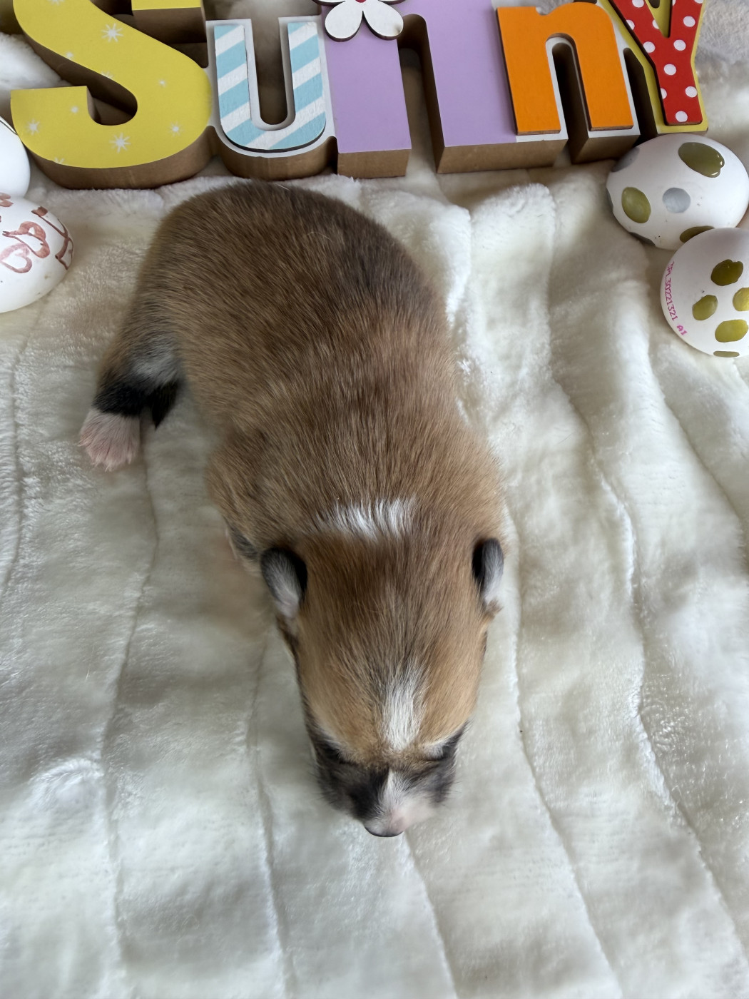 de la Garde Divine - Chiots disponibles - Welsh Corgi Pembroke