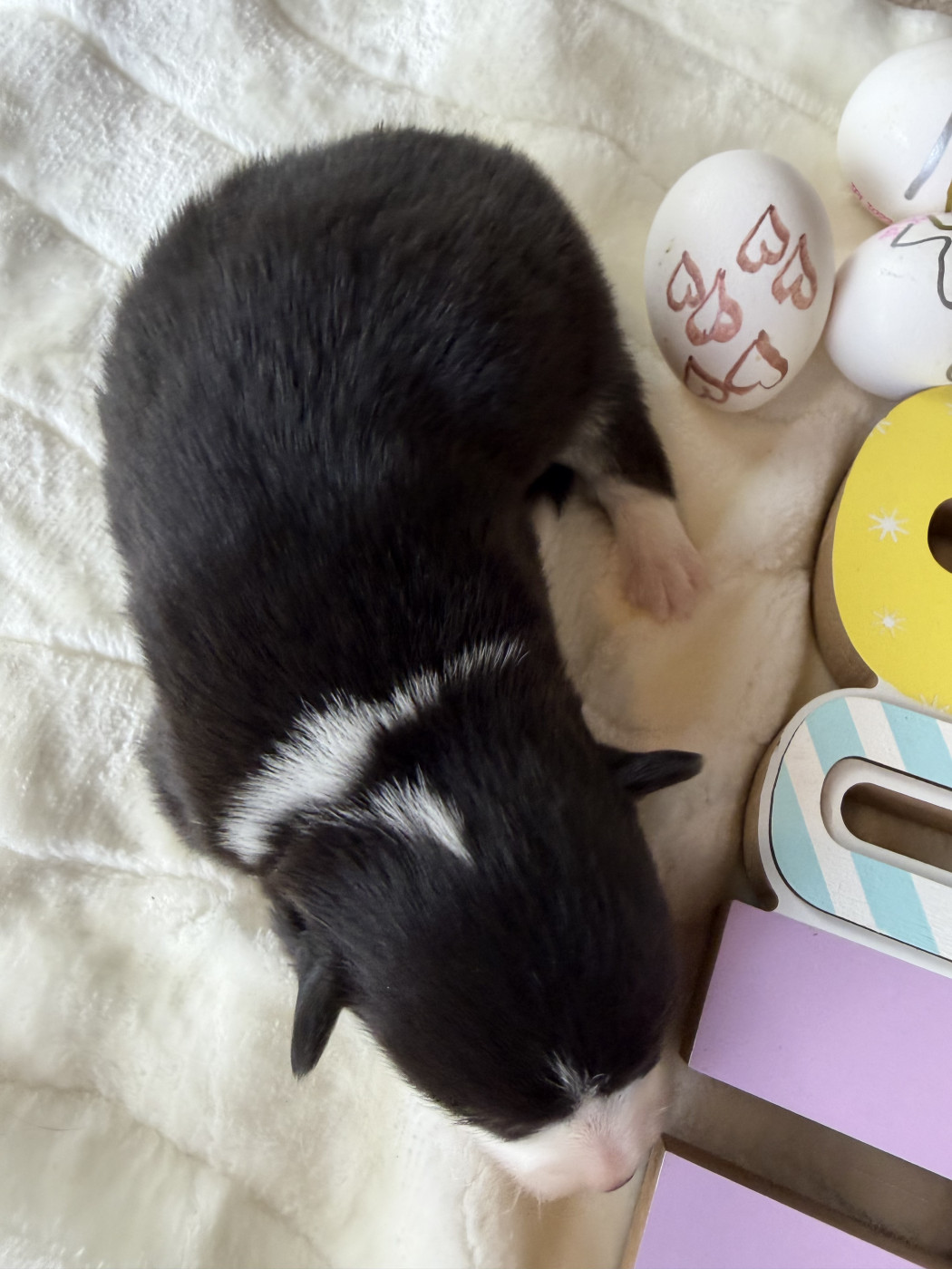 de la Garde Divine - Chiots disponibles - Welsh Corgi Pembroke