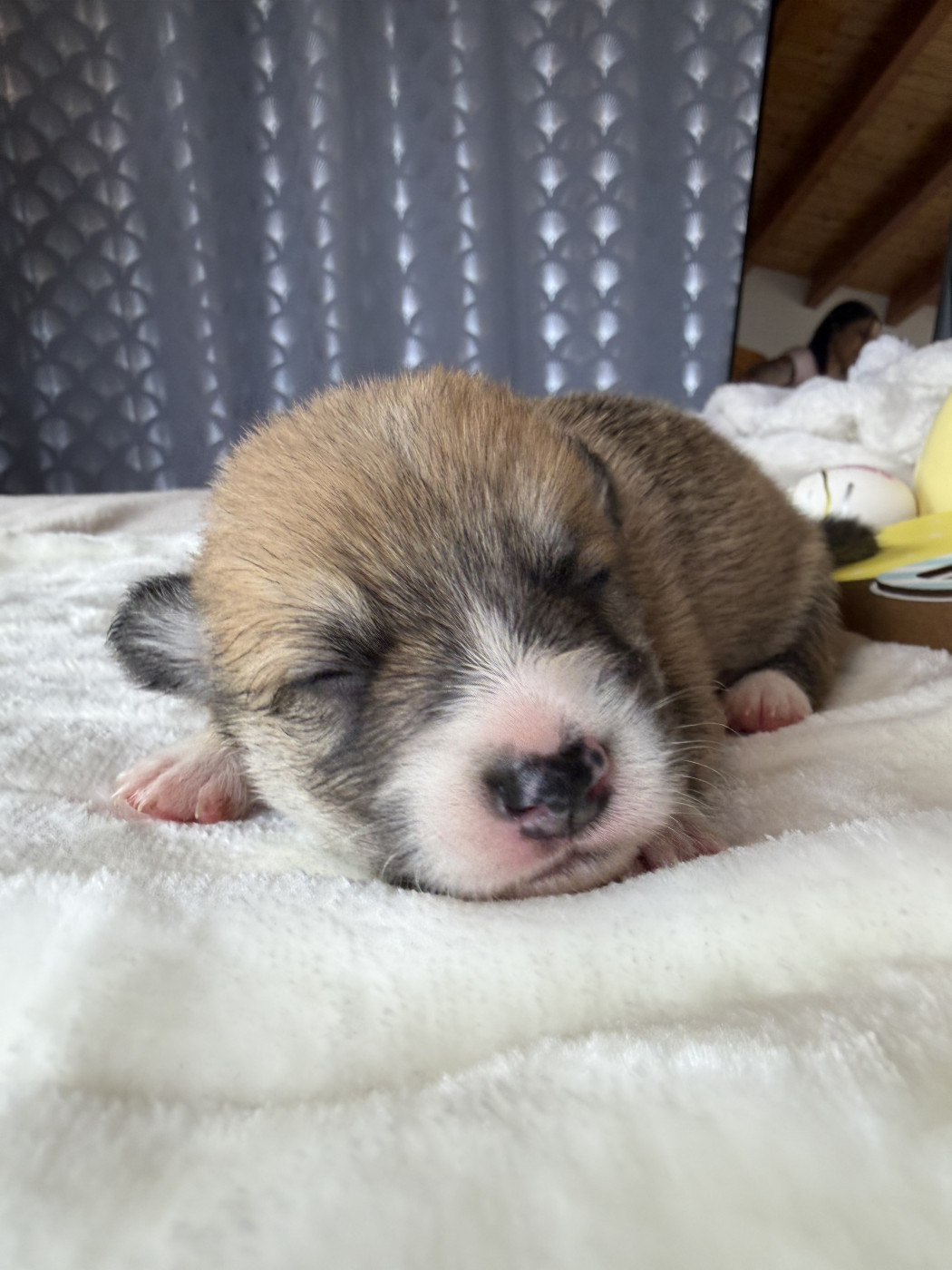 de la Garde Divine - Chiots disponibles - Welsh Corgi Pembroke