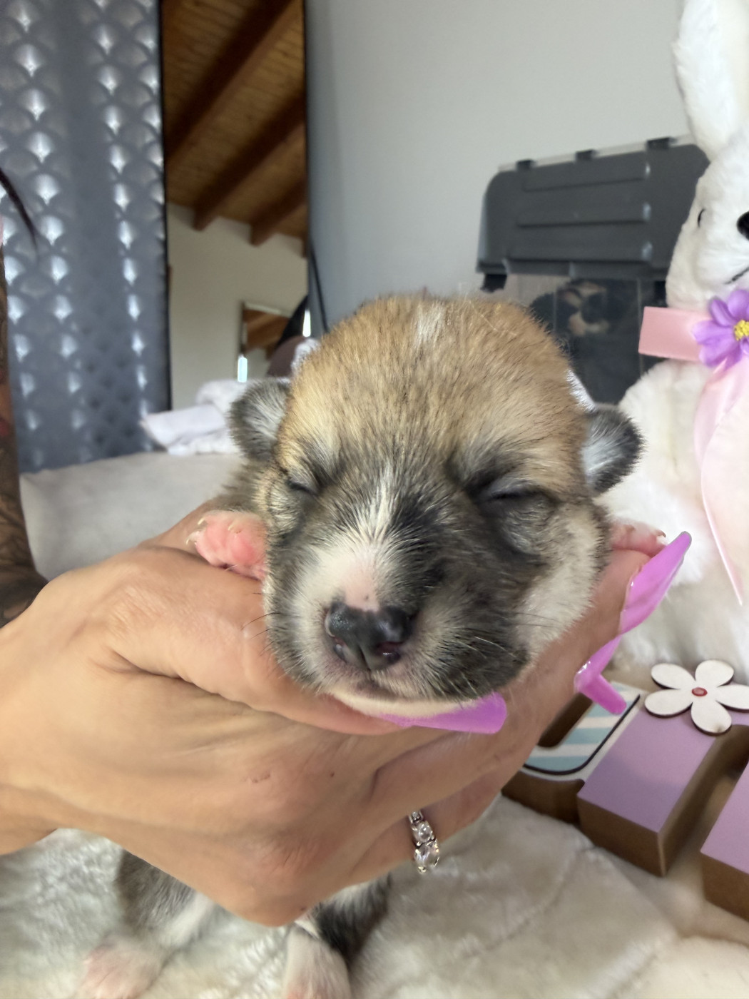 de la Garde Divine - Chiots disponibles - Welsh Corgi Pembroke