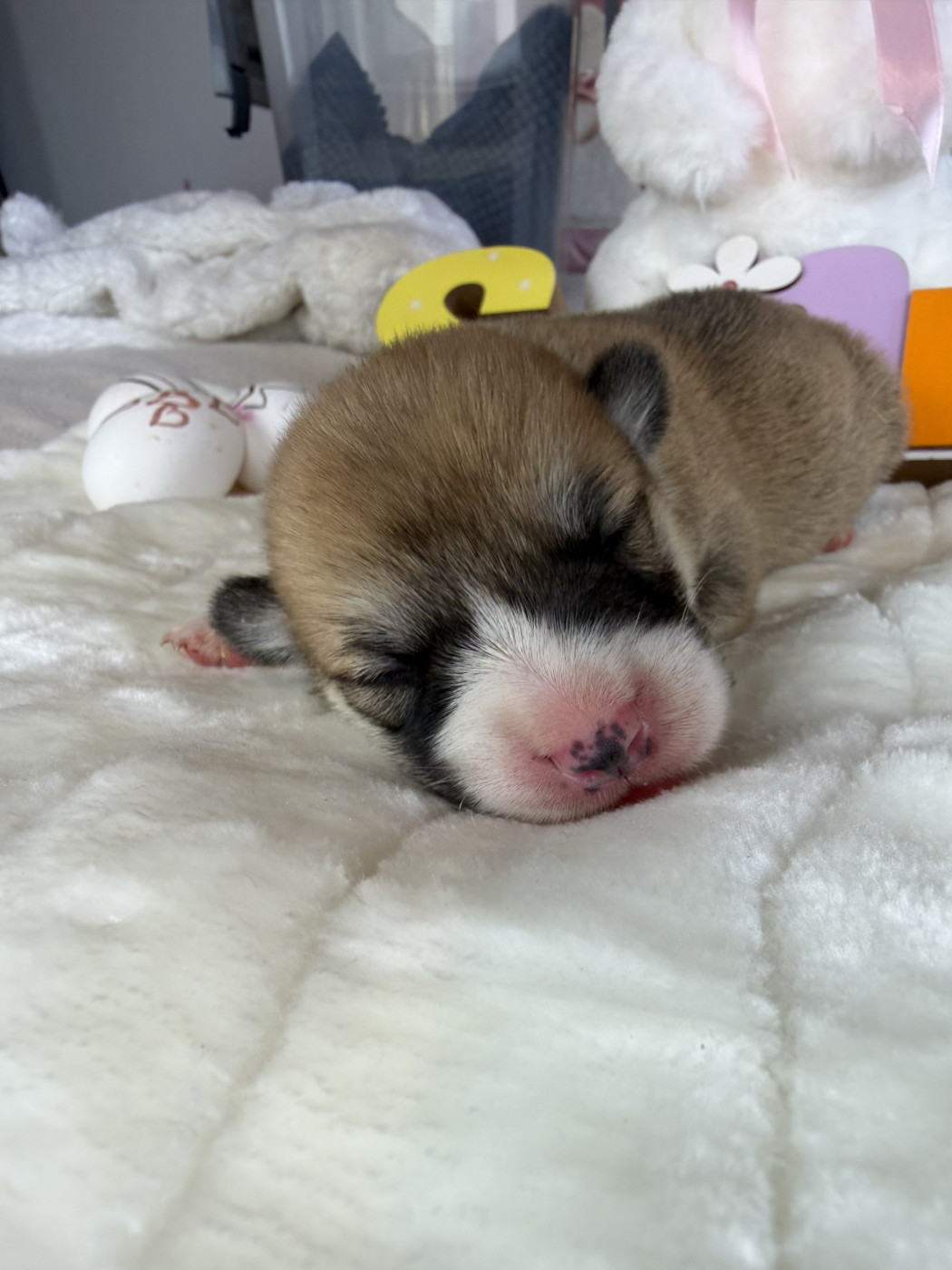 de la Garde Divine - Chiots disponibles - Welsh Corgi Pembroke