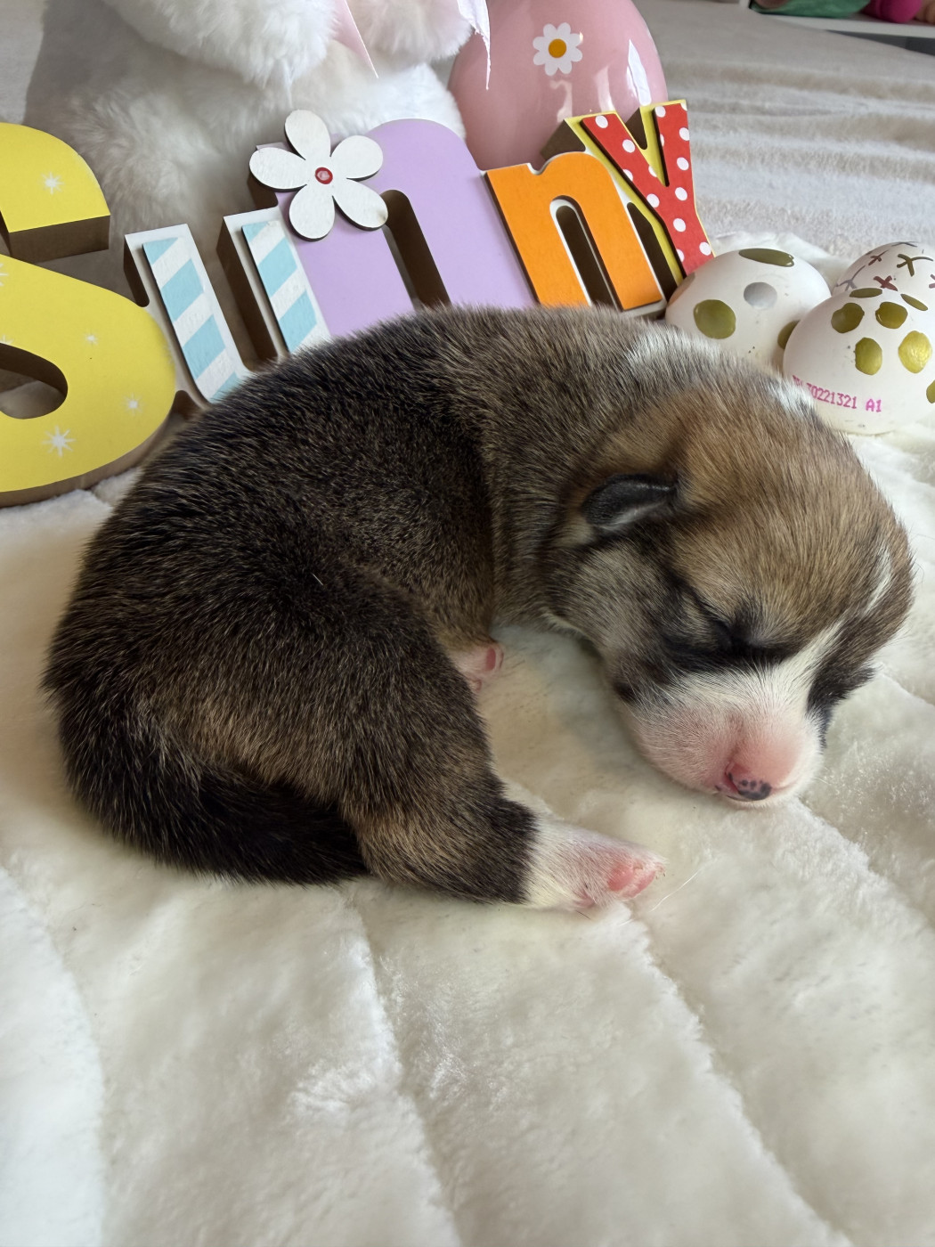 de la Garde Divine - Chiots disponibles - Welsh Corgi Pembroke