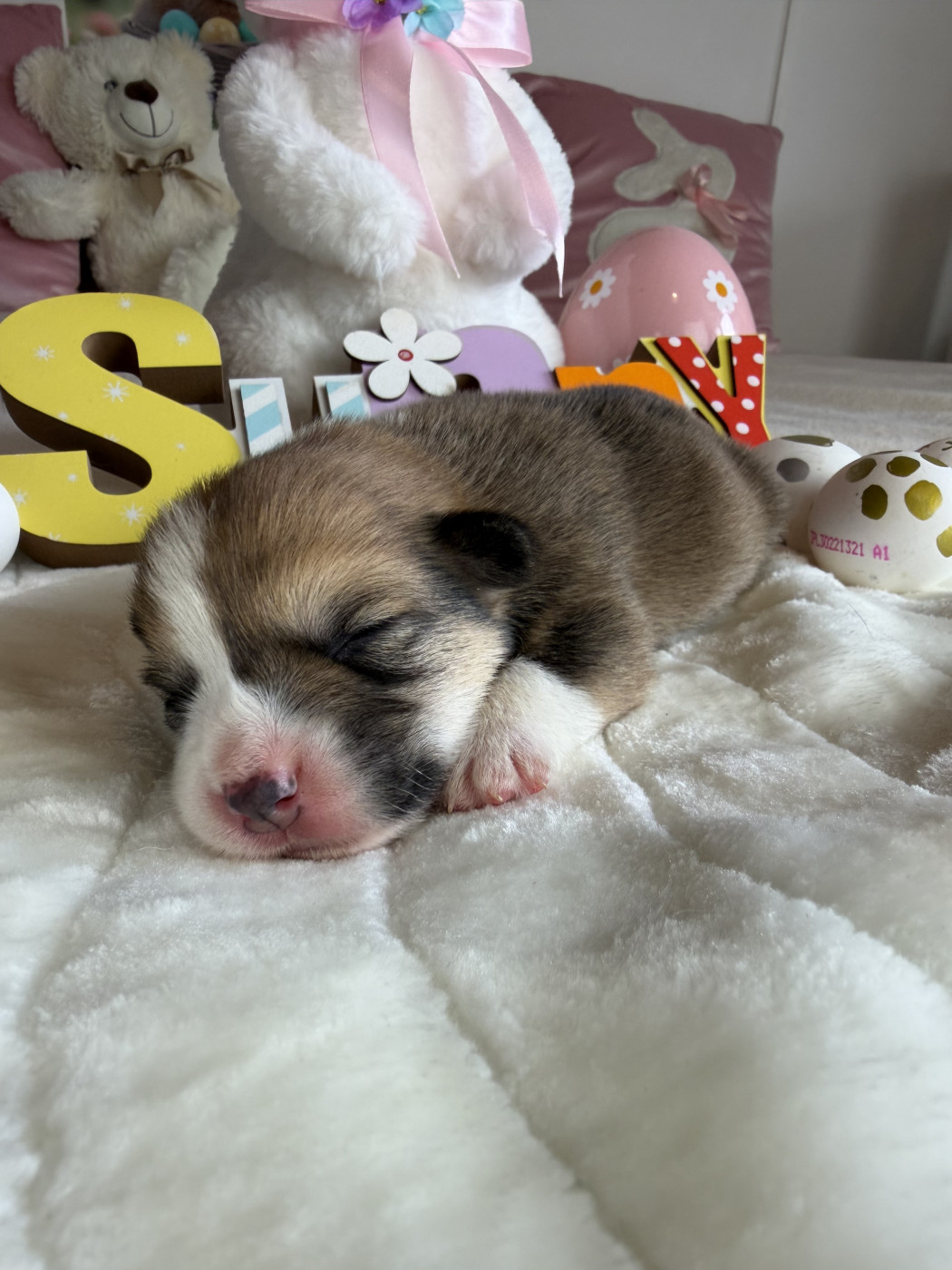 de la Garde Divine - Chiots disponibles - Welsh Corgi Pembroke