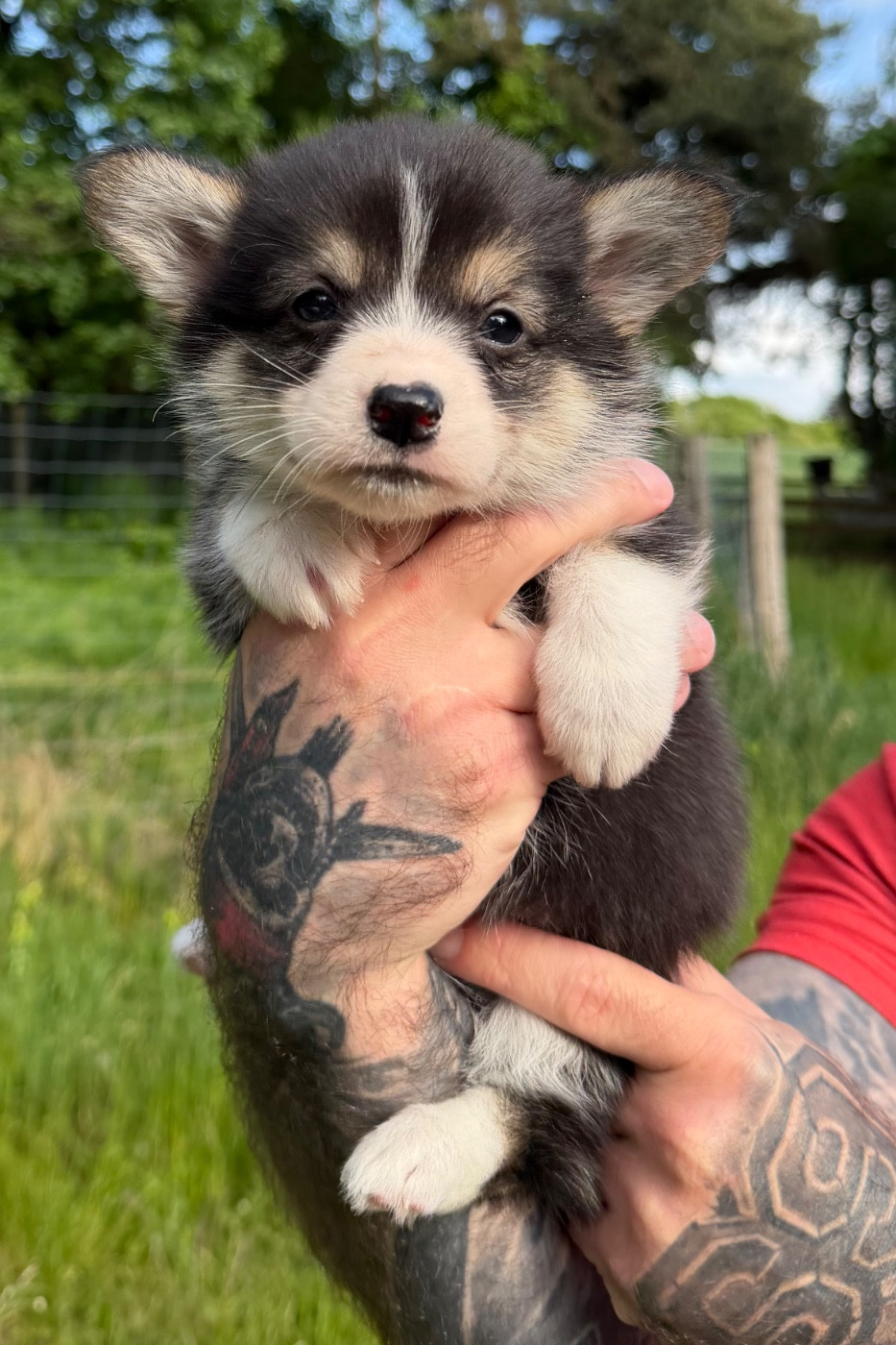 de la Garde Divine - Chiots disponibles - Welsh Corgi Pembroke