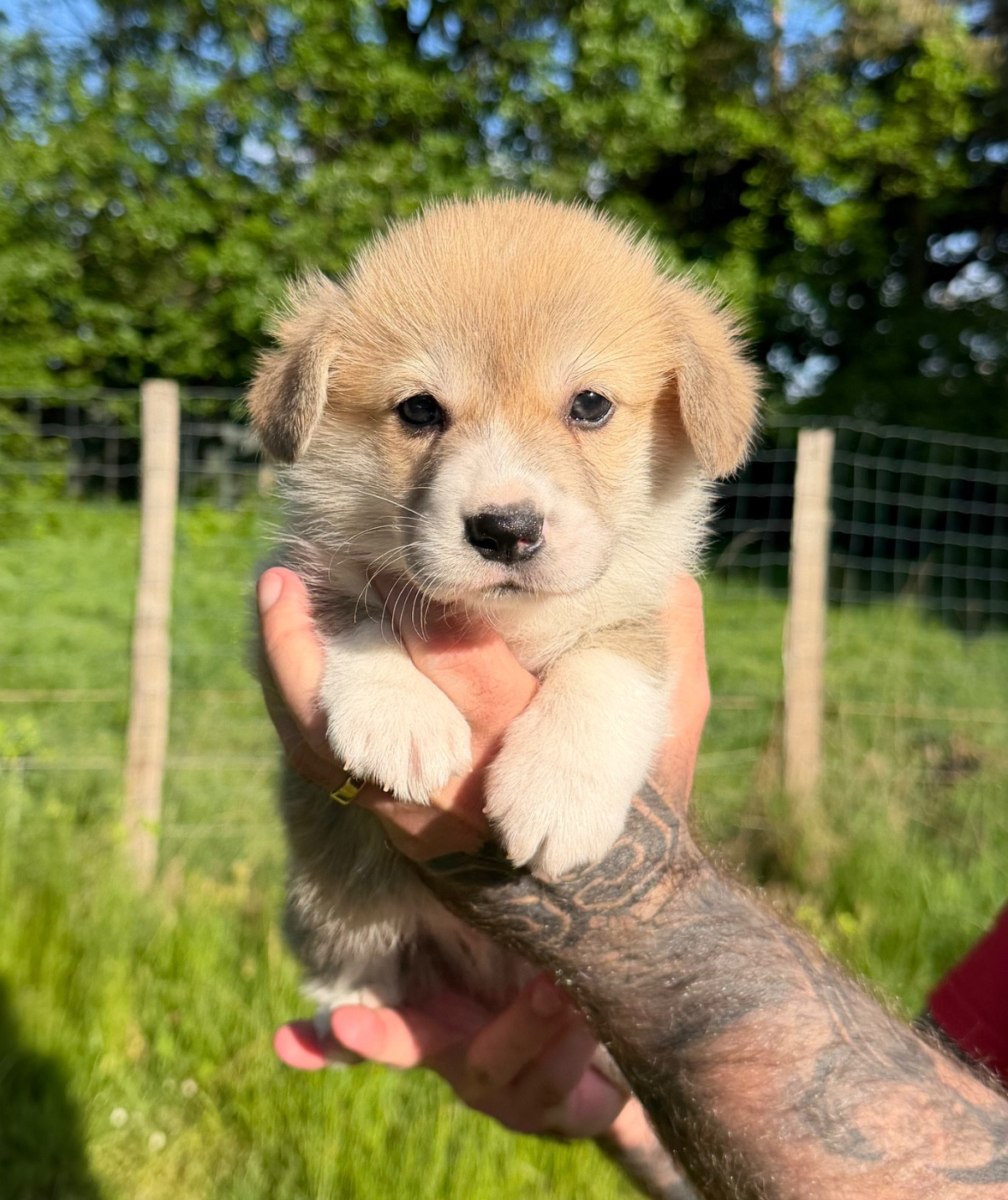 de la Garde Divine - Welsh Corgi Pembroke - Portée née le 06/04/2026
