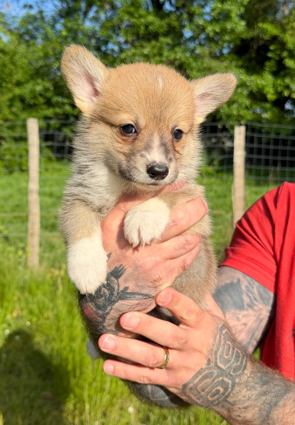 de la Garde Divine - Chiots disponibles - Welsh Corgi Pembroke