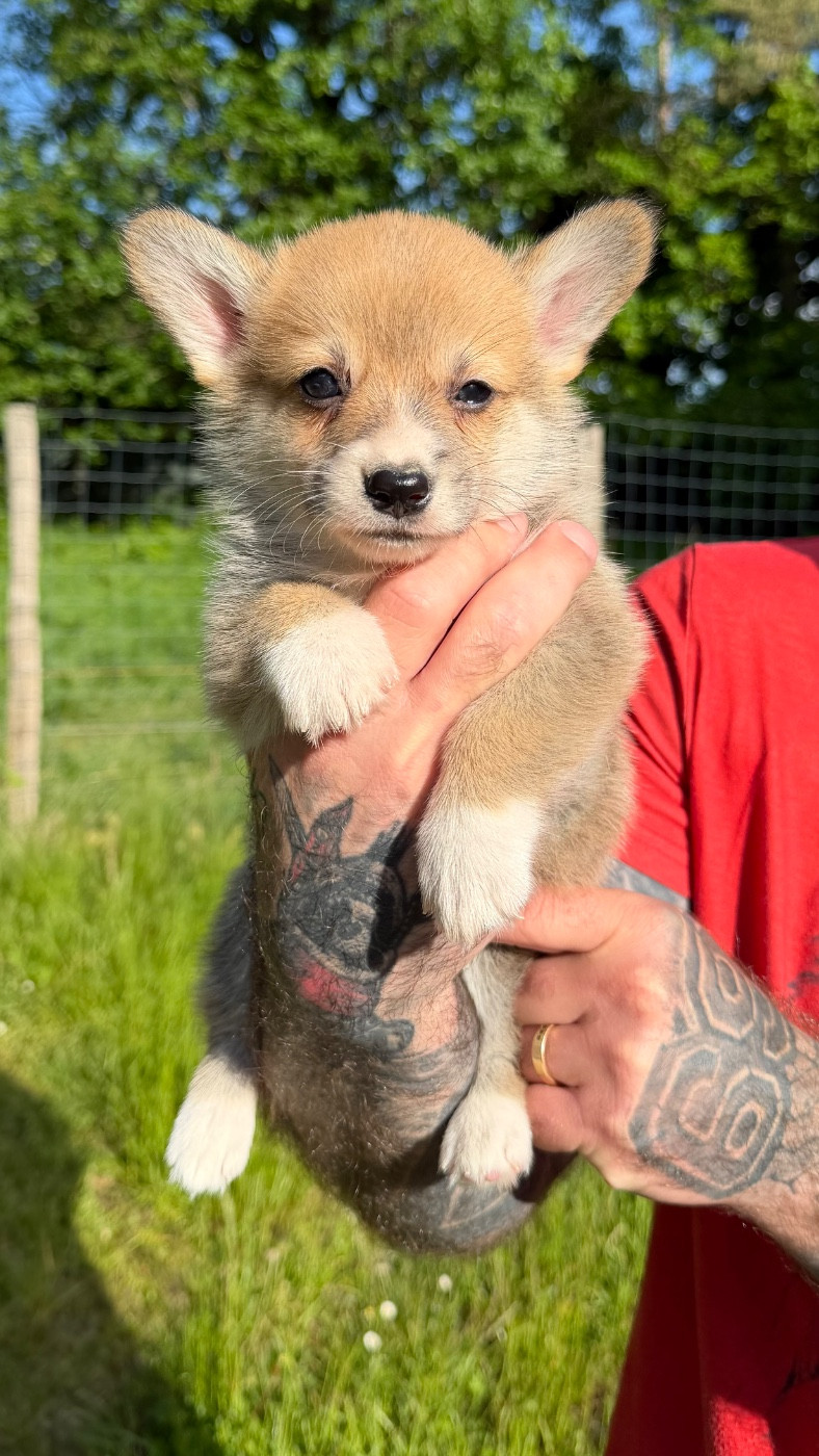 de la Garde Divine - Chiots disponibles - Welsh Corgi Pembroke