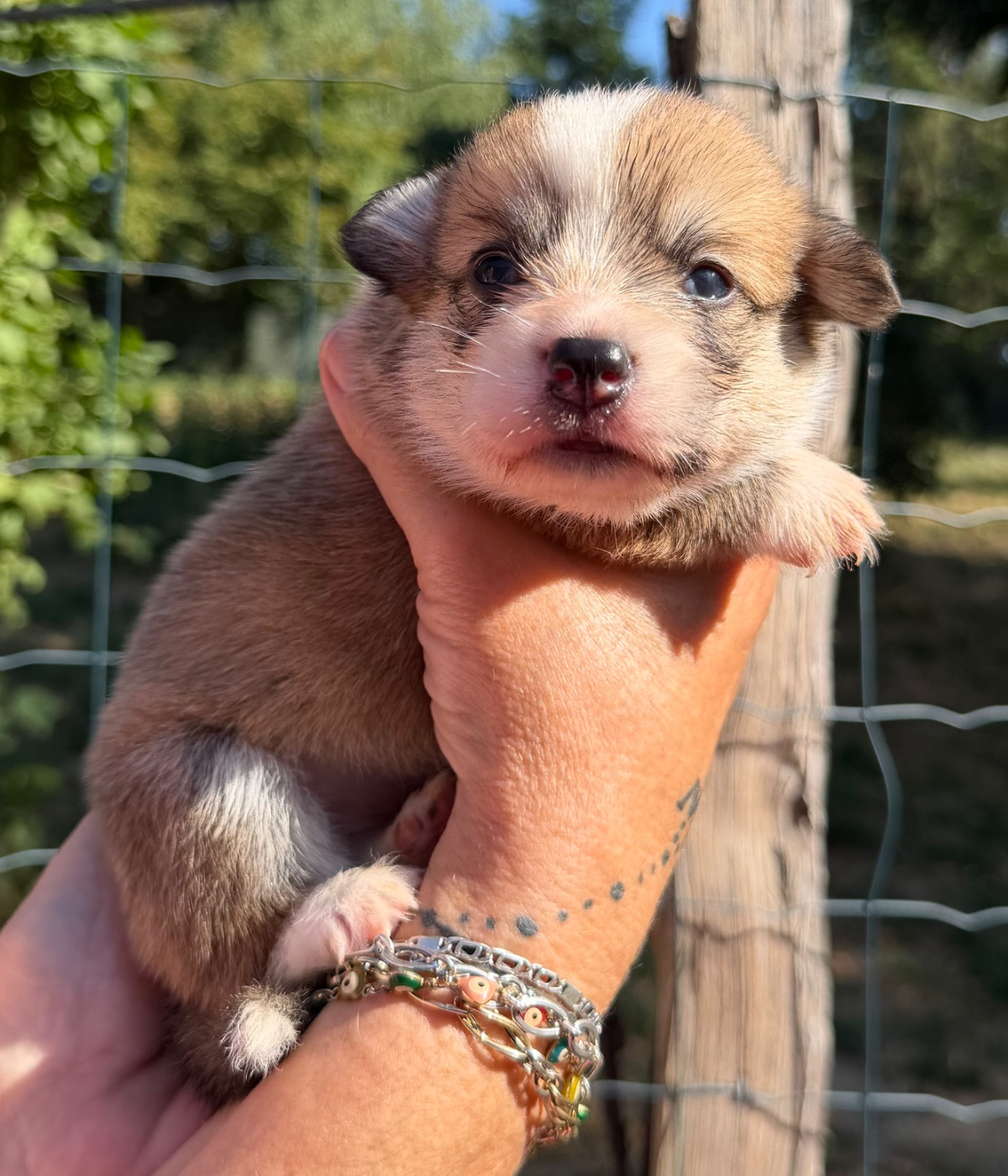 de la Garde Divine - Chiots disponibles - Welsh Corgi Pembroke
