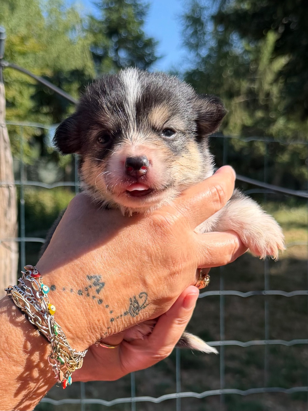 de la Garde Divine - Chiots disponibles - Welsh Corgi Pembroke