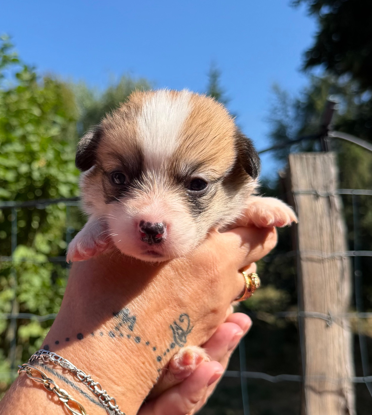 de la Garde Divine - Chiots disponibles - Welsh Corgi Pembroke