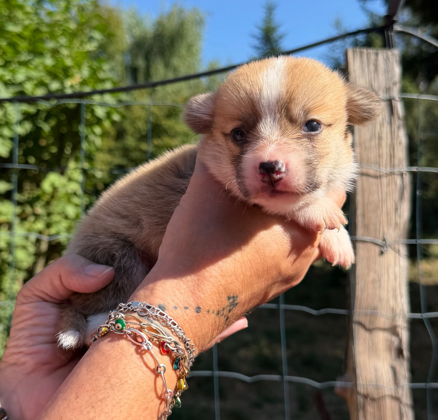 de la Garde Divine - Chiots disponibles - Welsh Corgi Pembroke