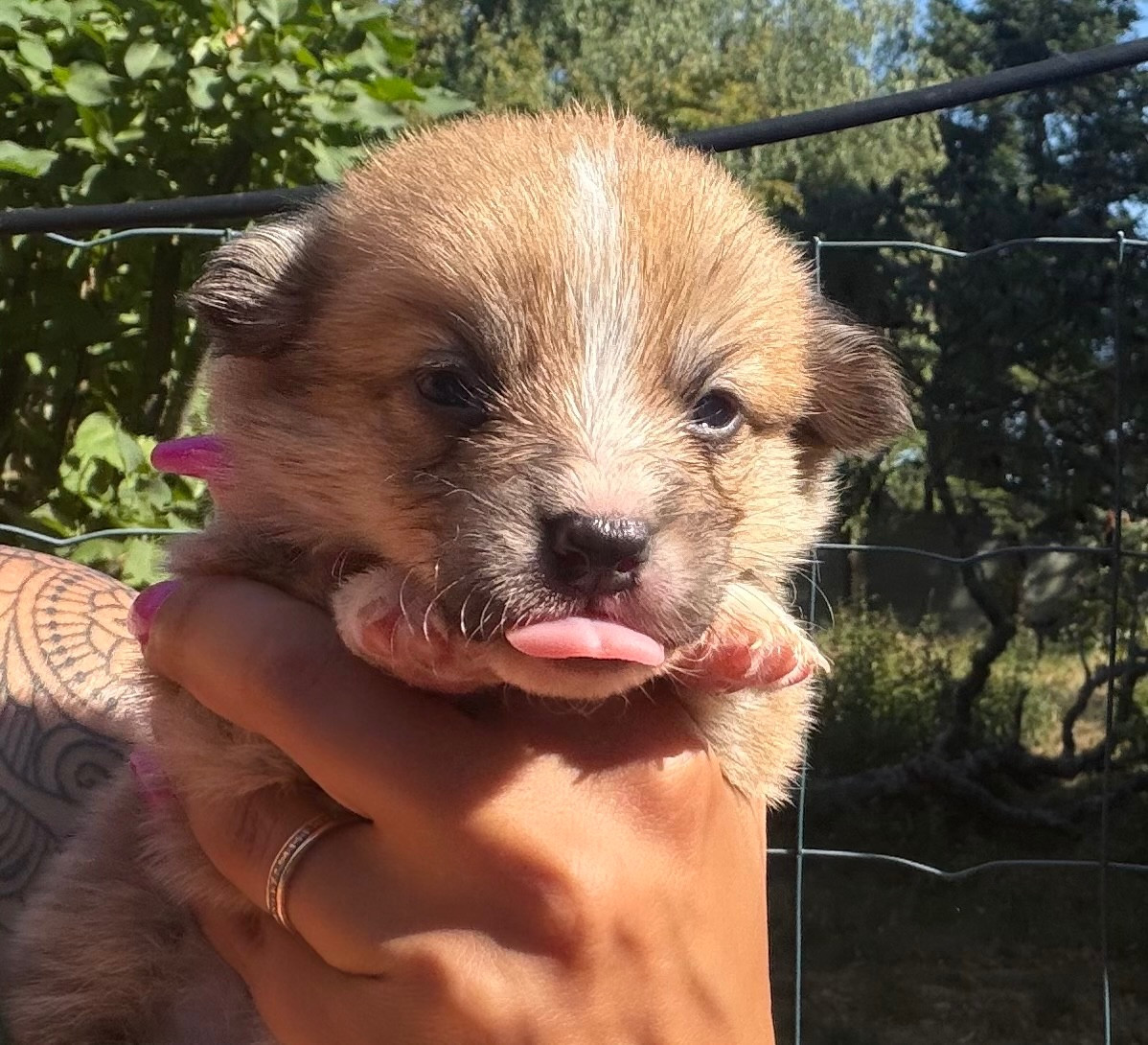 de la Garde Divine - Chiots disponibles - Welsh Corgi Pembroke